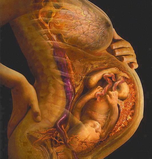 اکوکاردیوگرافی جنین h/اکوکاردیوگرافی جنین