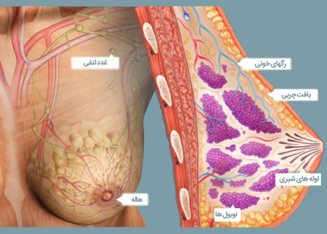 ترشح پستان d/ترشح پستان