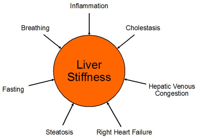 الاستوگرافی elastography/الاستوگرافی