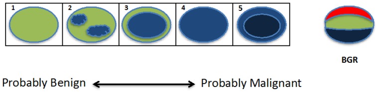 الاستوگرافی elastography/الاستوگرافی